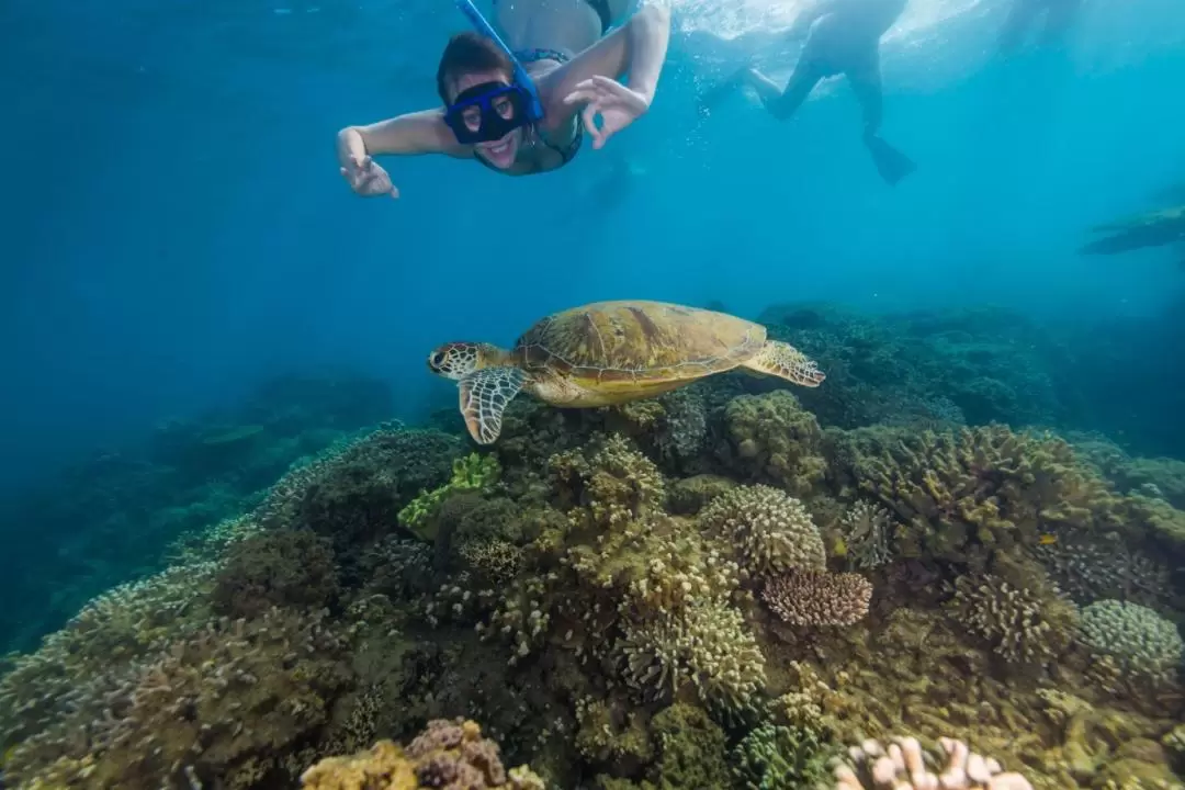 Frankland Islands Reef Cruises All Inclusive Day Tour