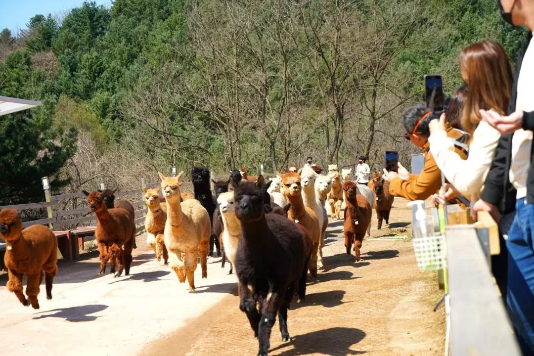 Alpaca World / Luge Ride / Museum SAN One Day Tour from Seoul