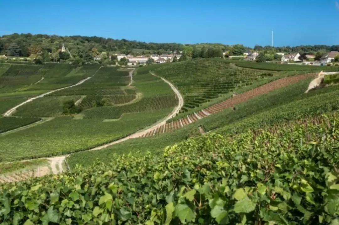 Champagne Pommery and Family Domain 7/7 Day Tour