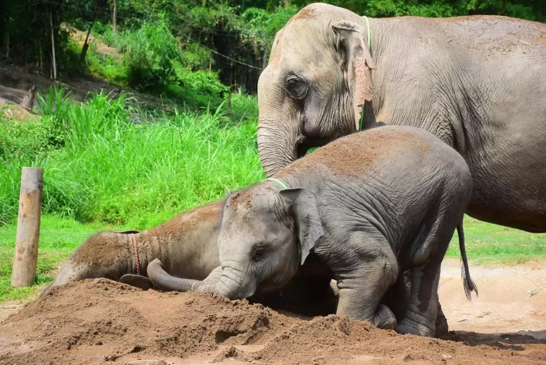 Chiang Mai Elephant Retirement Park Day Tour with Elephant Care Program & Outdoor Activities