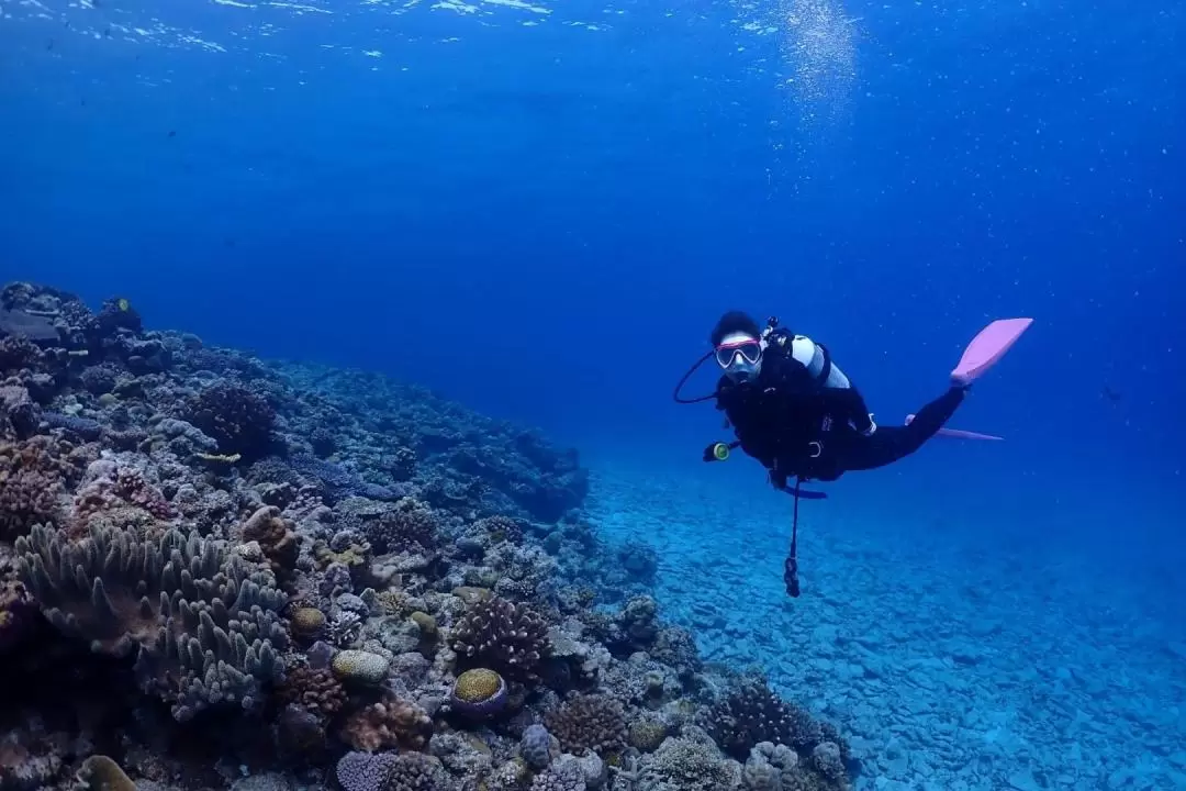 沖繩浮潛 & 潛水體驗