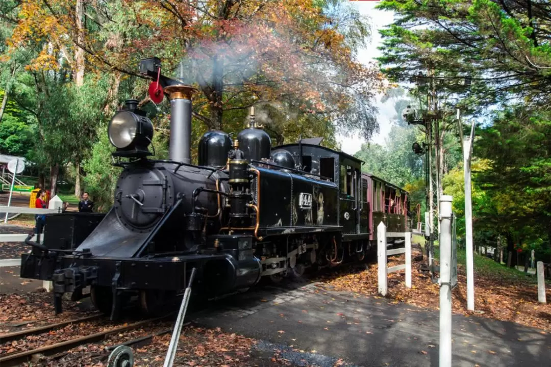 Puffing Billy and Healesville Sanctuary Scenic Tour