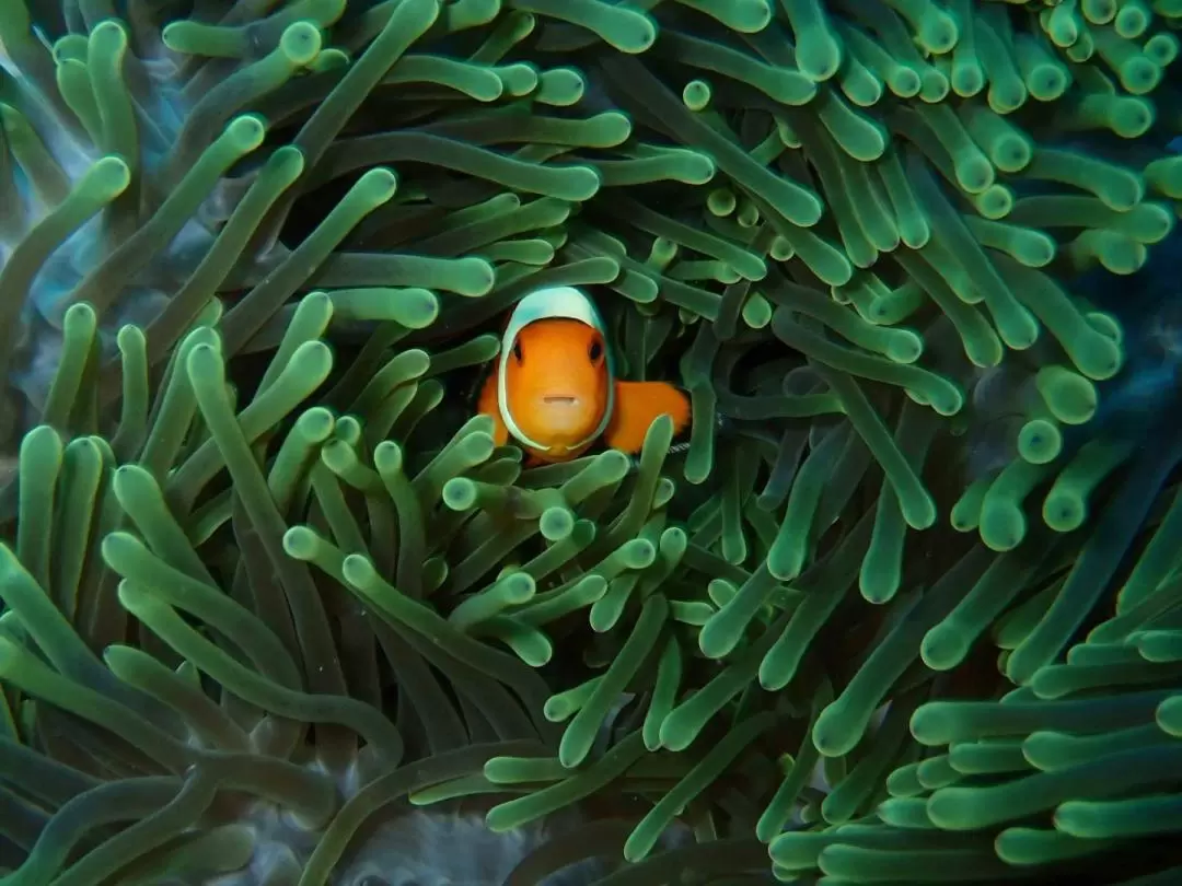 ペムテラン ディスカバースキューバダイビング体験（バリ / Bali Diving Academy提供）