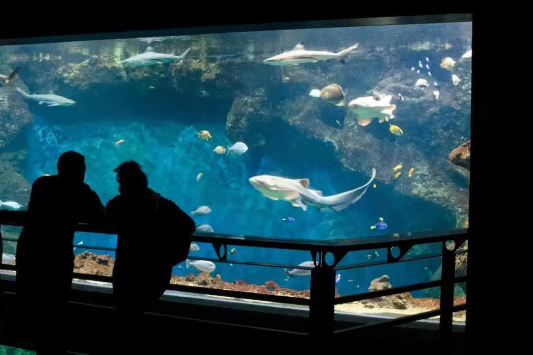 里昂水族館門票