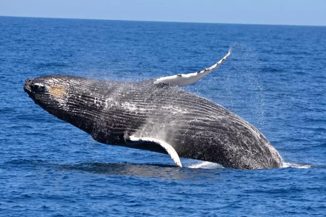 Whale Watching Experience from Perth