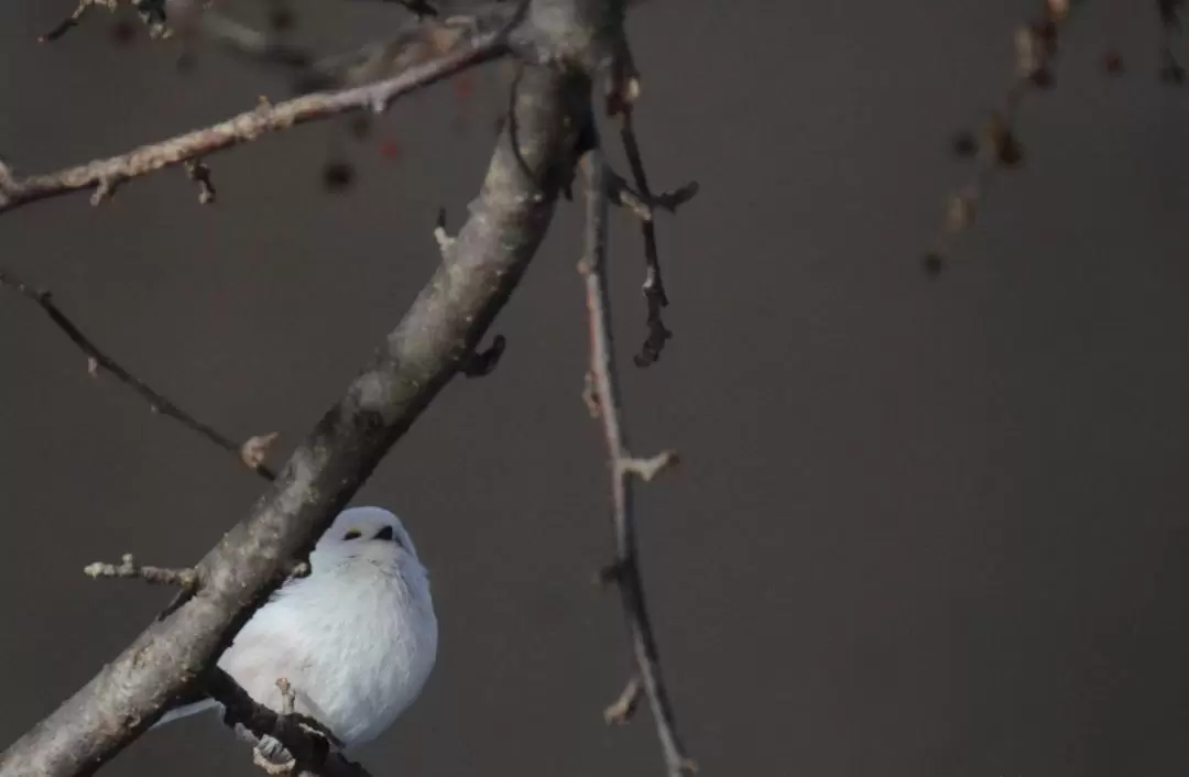 Bird Watch & Nature Cafe Experience with Nature Guide in Sapporo