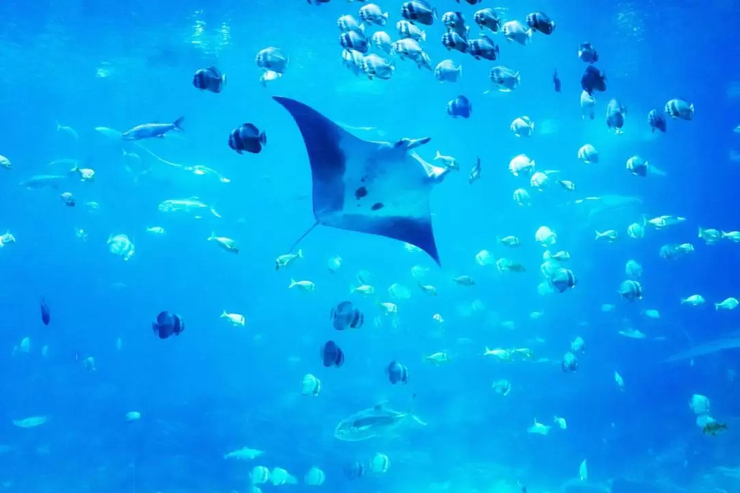 Manta Snorkeling Nusa Penida and Nusa Lembongan Day Tour