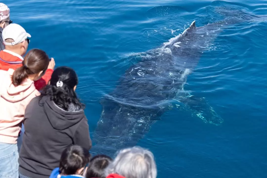 Whale Watching Sightseeing Cruise in Wilsons Promontory