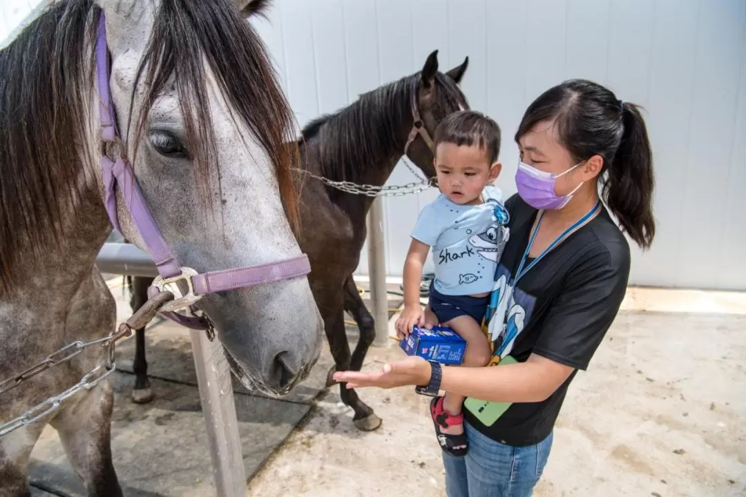 澎湖戶外活動: 驫風馬場騎馬體驗＆餵馬＆馬匹知識教學