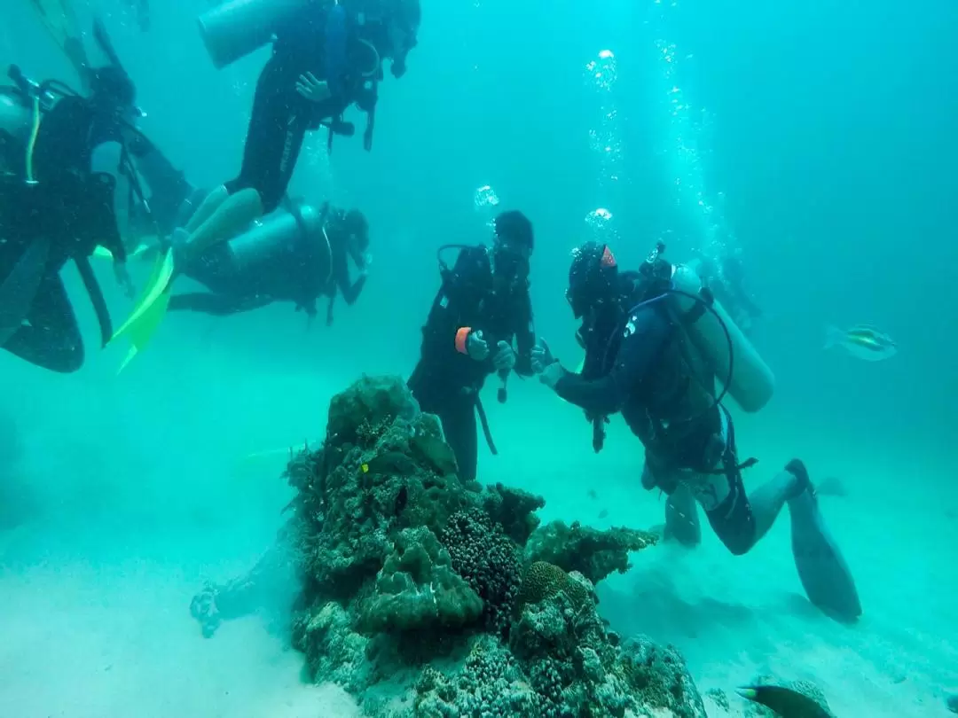 Sunset & Night Diving with BBQ Dinner in Tunku Abdul Rahman Island