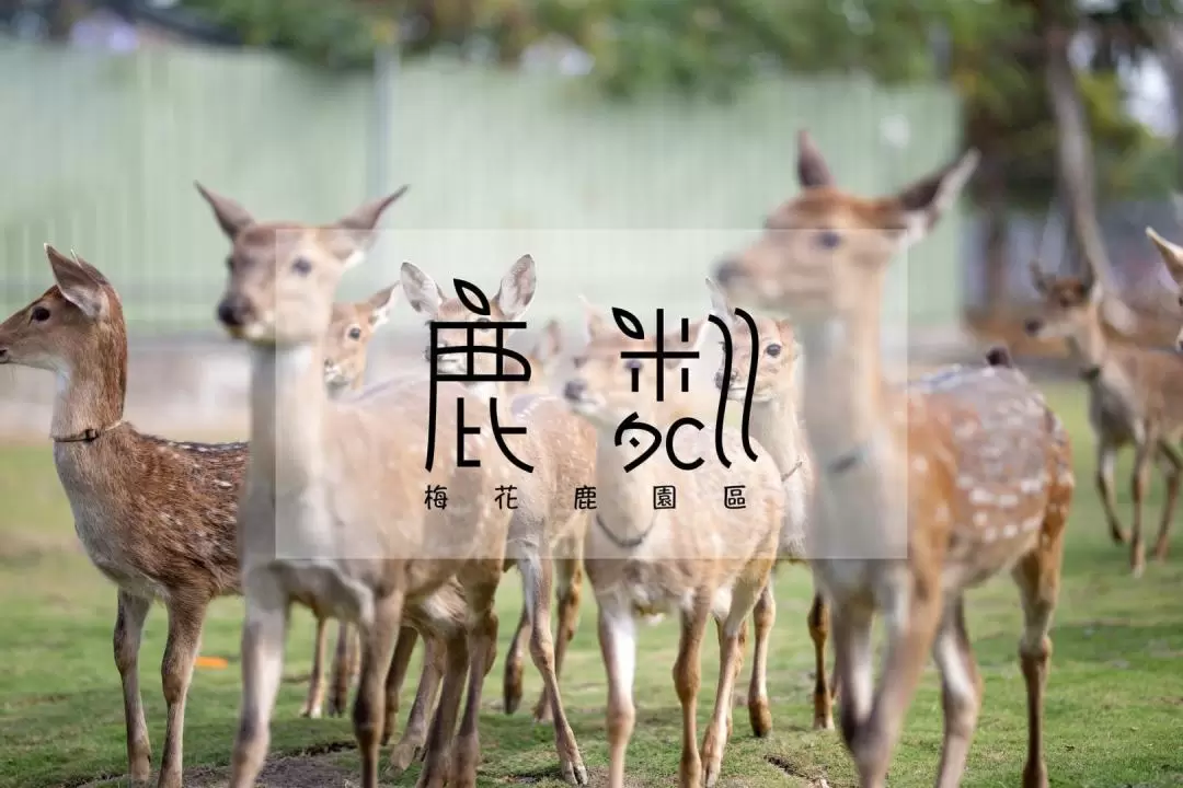 Wonderland of Deer Ticket in Liuqiu Island