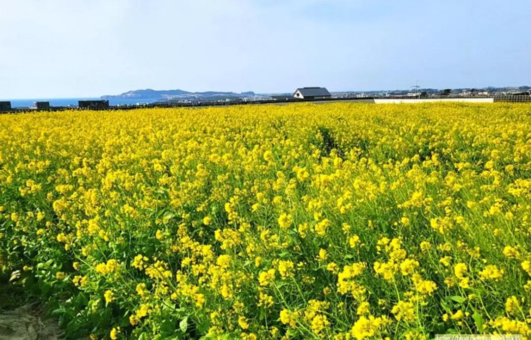 Jeju Private Car Charter Tour