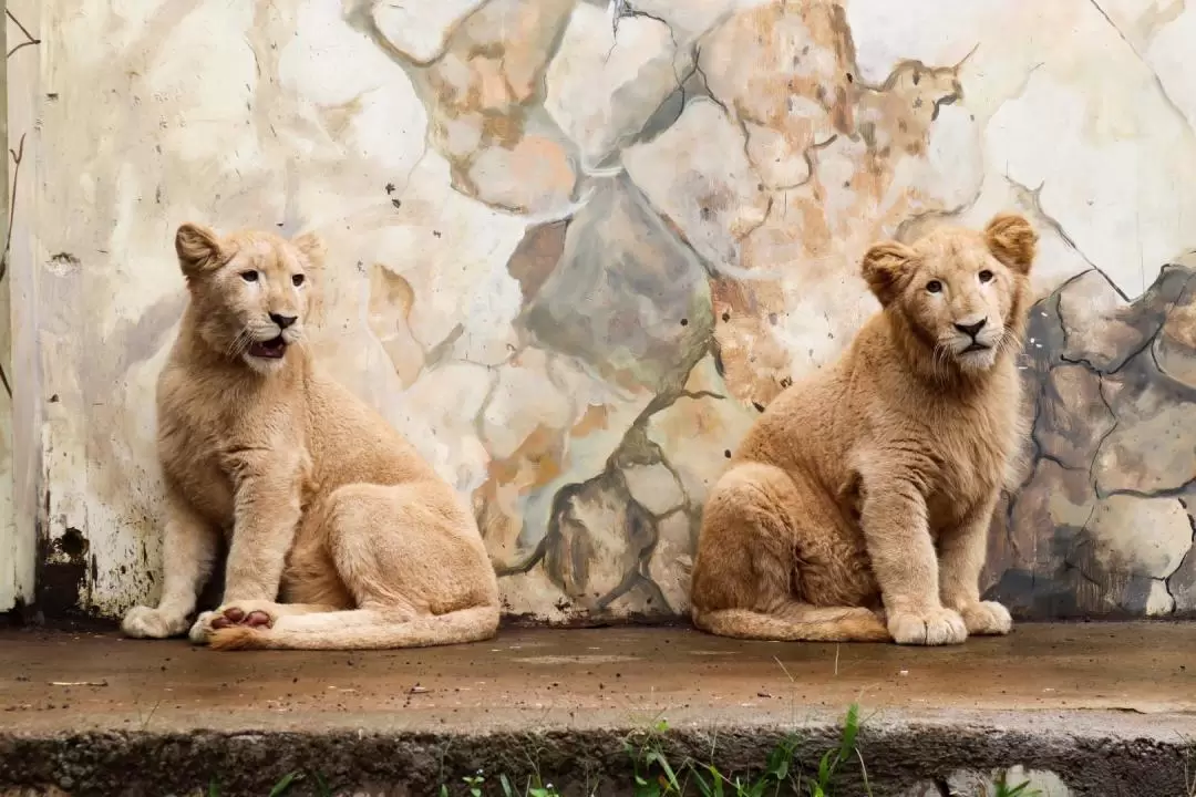 Lembang Park and Zoo Ticket in Bandung