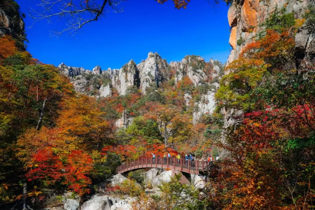 南怡島・雪岳山 日帰りツアー（ソウル発）