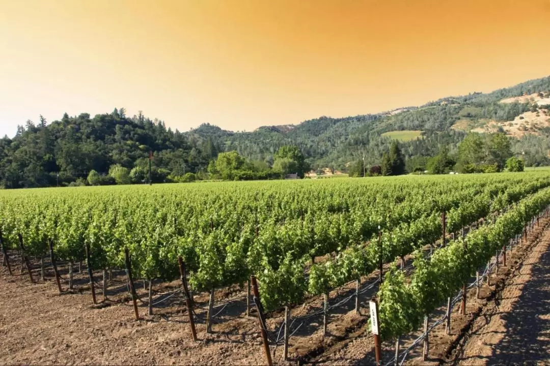 Napa Valley and Sonoma Full Day Wine Tour from San Francisco