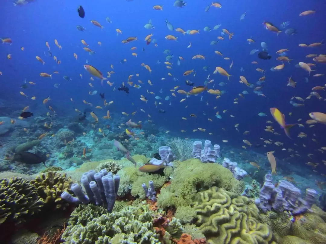 ムンジャンガン島 シュノーケリング体験（Bali Diving Academy提供）