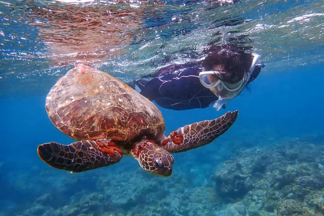 Sea turtle snorkeling experience (Yakushima)