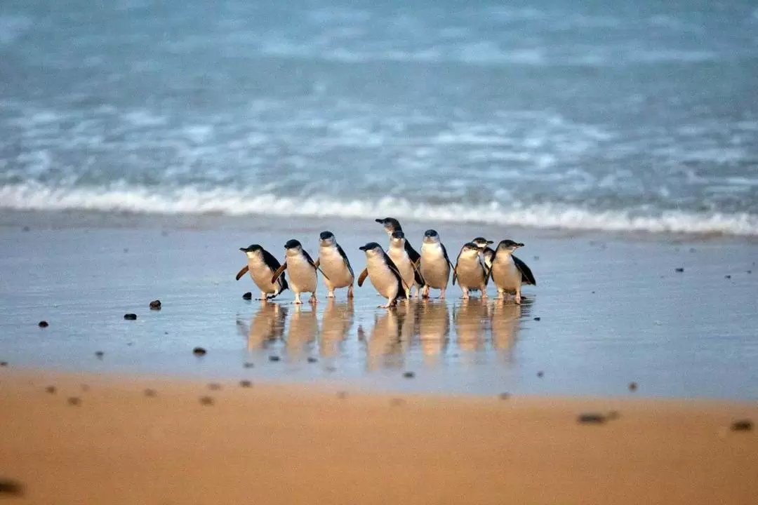 Phillip Island Penguin Parade Day Tour from Melbourne