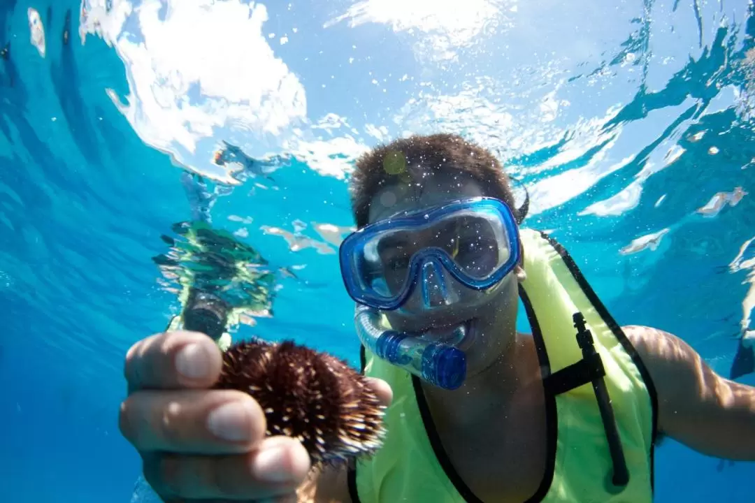 Nautical afternoon Turtle Snorkel Sail with Lunch