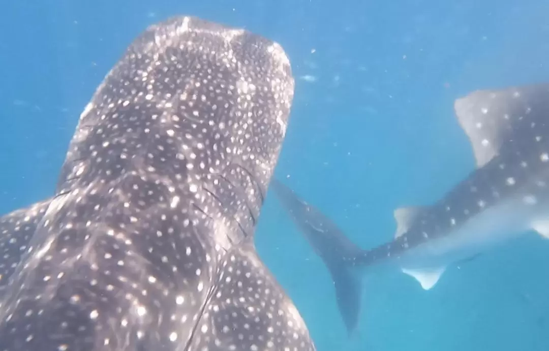 Bohol Whale Shark Interaction Tour - Half Day