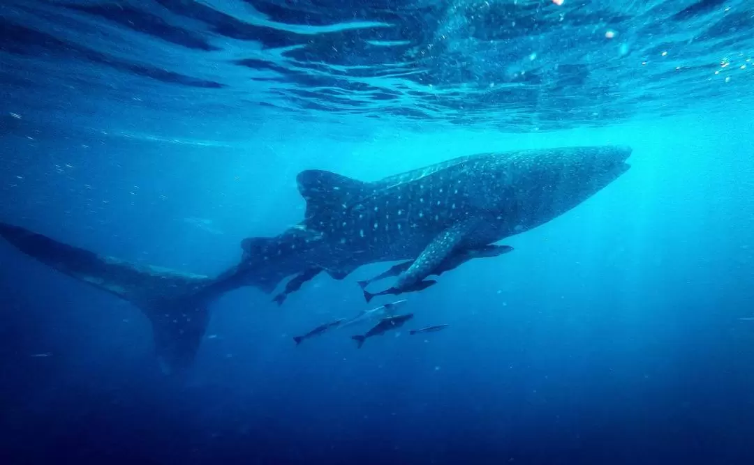 Snorkeling, Diving, and Fun Diving Experience with Whale Sharks 