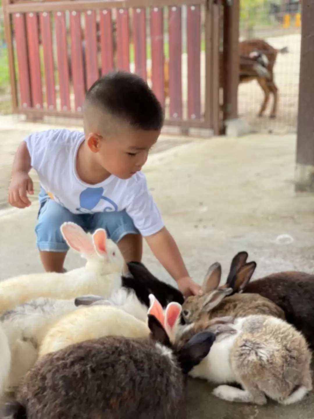 ベントンファーム 入園チケット（パハン）