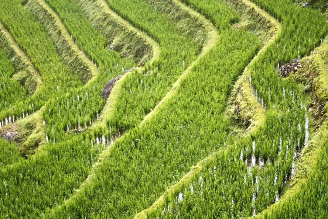 Longji Rice Terraced Fields and Minority Villages Tour with Transfer from Guilin or Yangshuo