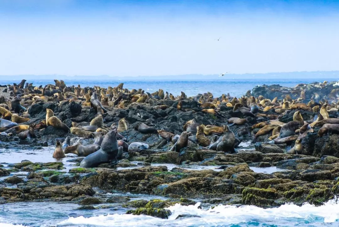 Phillip Island Seal Watching Cruise 