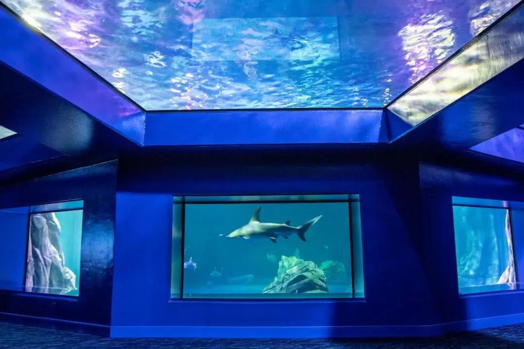 Georgia Aquarium Admission in Atlanta