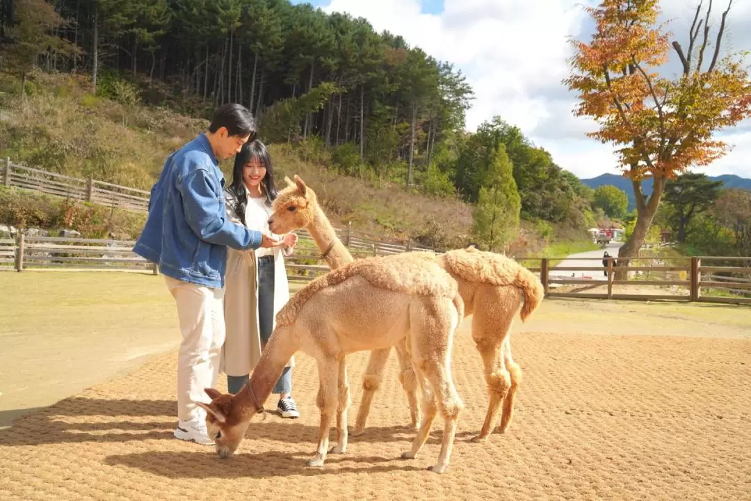 Alpaca World / Luge Ride / Museum SAN One Day Tour from Seoul