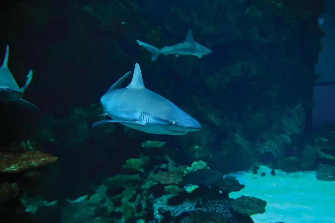 Shark Reef Aquarium Admission in Las Vegas