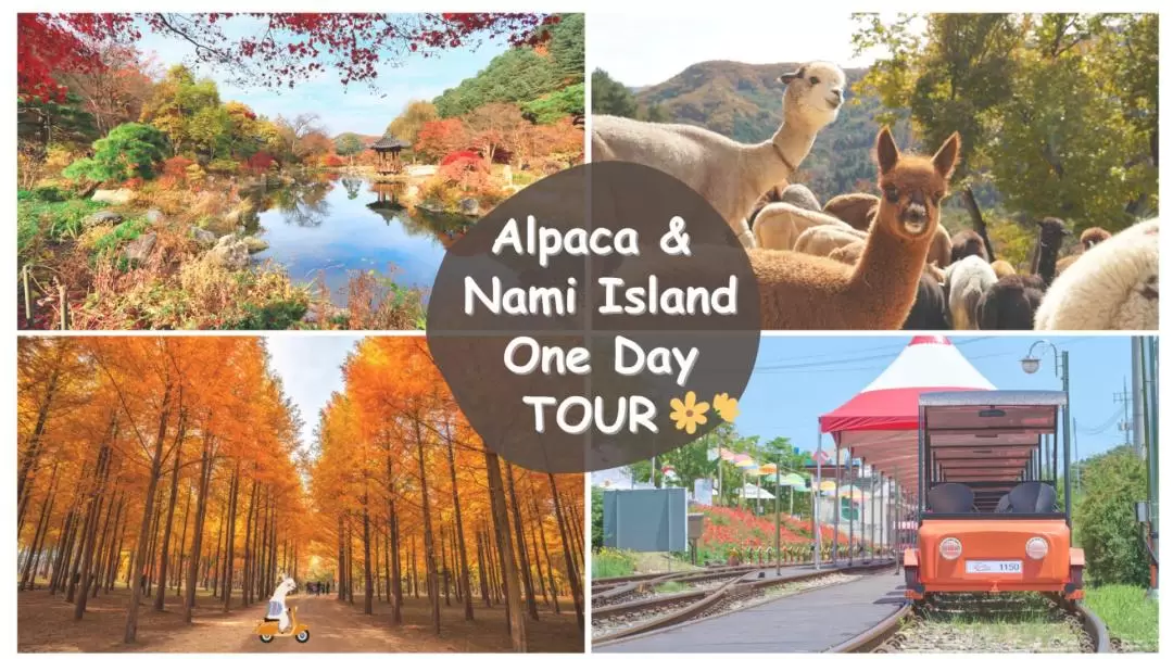 Nami Island / Alpaca / Railbike / Petite France / Morning Calm Tour