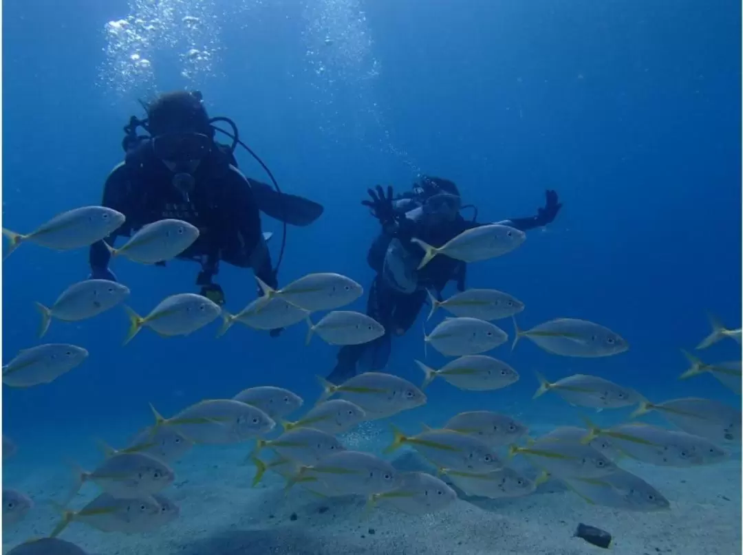 Trial Diving Experience in Yakushima