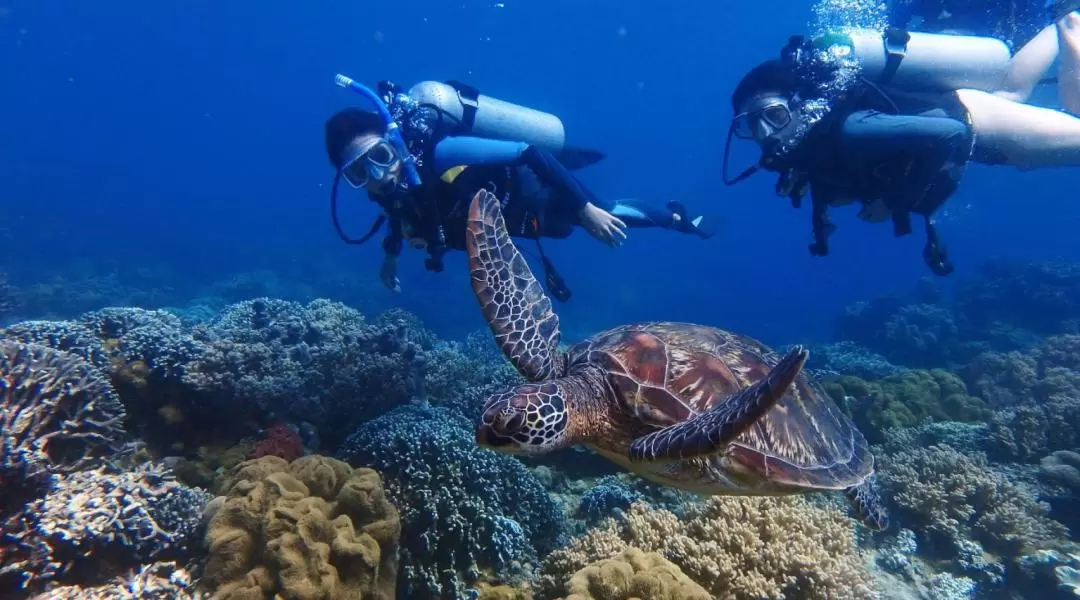 關島最佳沙灘潛水體驗（認證潛水員適用）