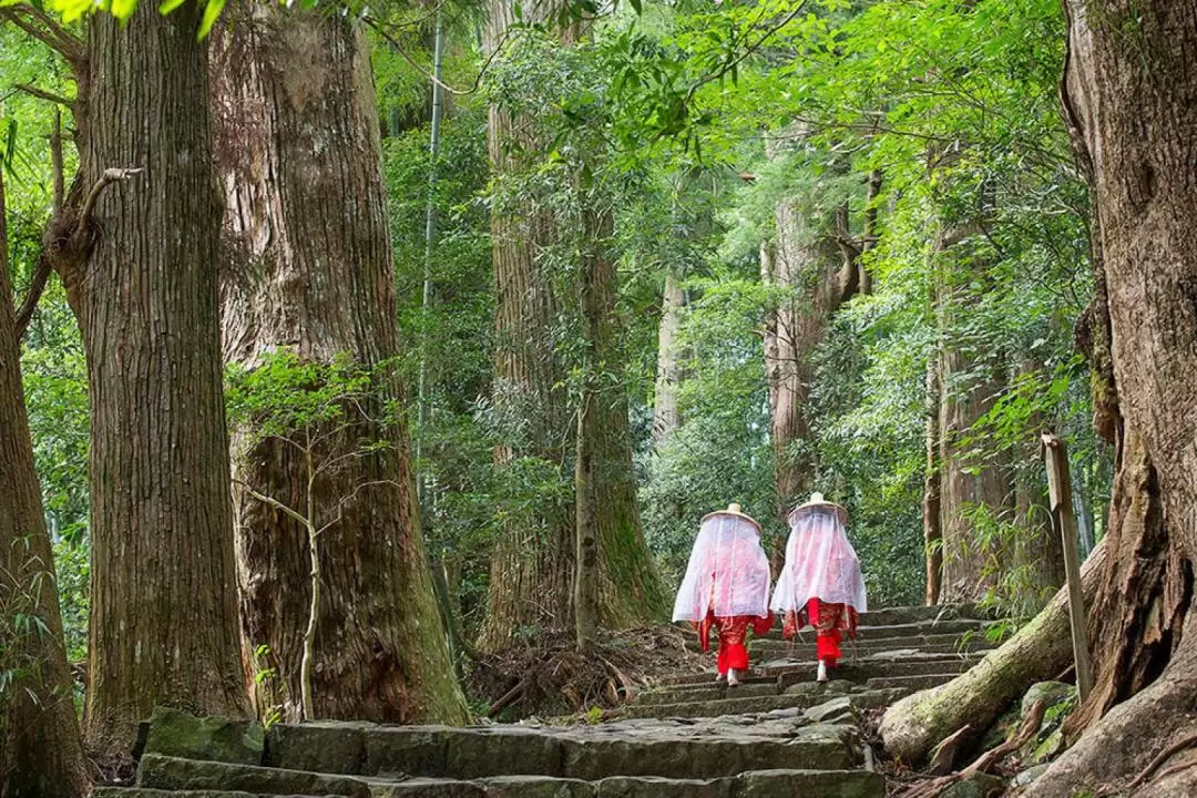 Kumano Kodo Walking Trail & Nachi Falls One Day Tour from Nagoya