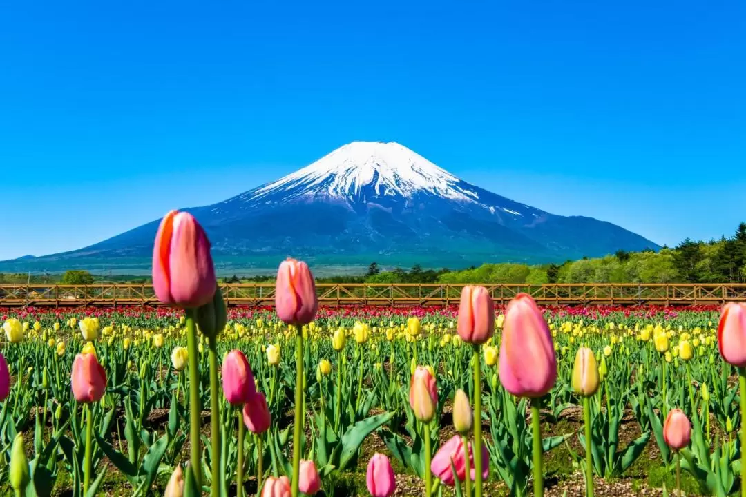 富士山新倉山浅間公園と西湖いやしの里根場日帰りツアー（東京発）
