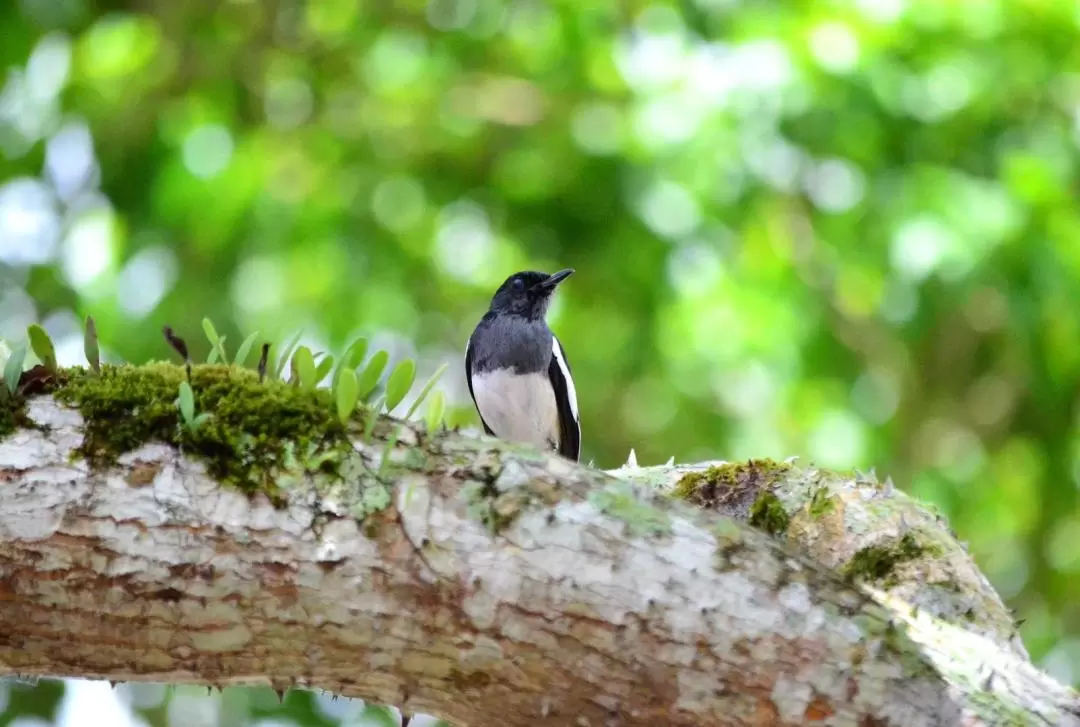 Taman Negara National Park Join-In Day Tour