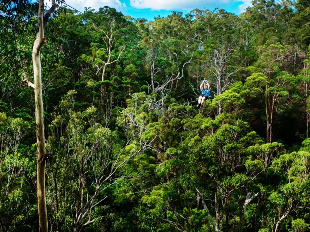 Canyon Flyer Zipline Tour in Tamborine Mountain from Gold Coast