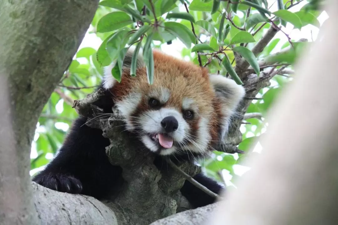 九州九十九島動植物園森閃閃門票