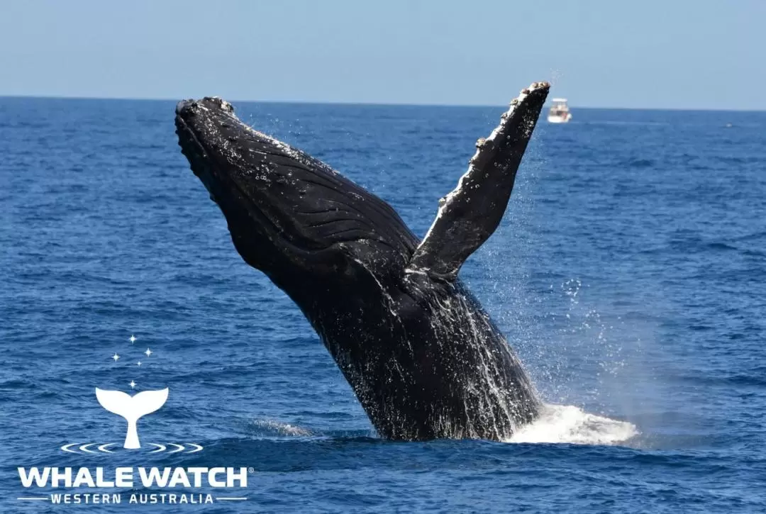 Whale Watching Experience from Perth