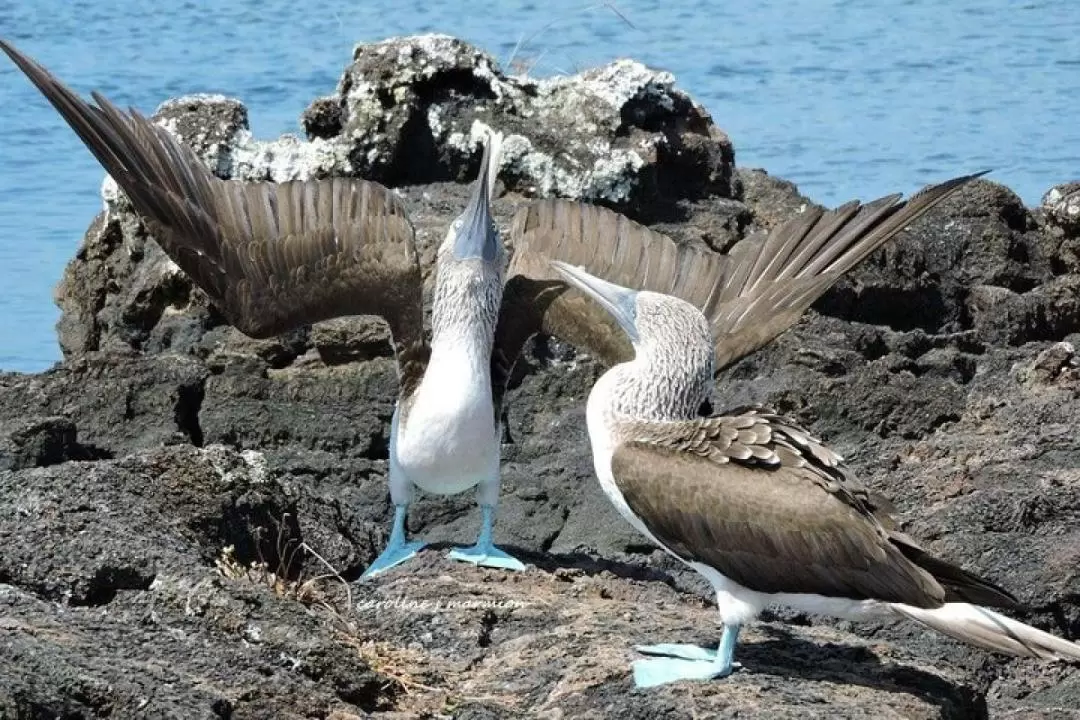 Pinzon Island Snorkeling & Fishing Adventure Day Tour