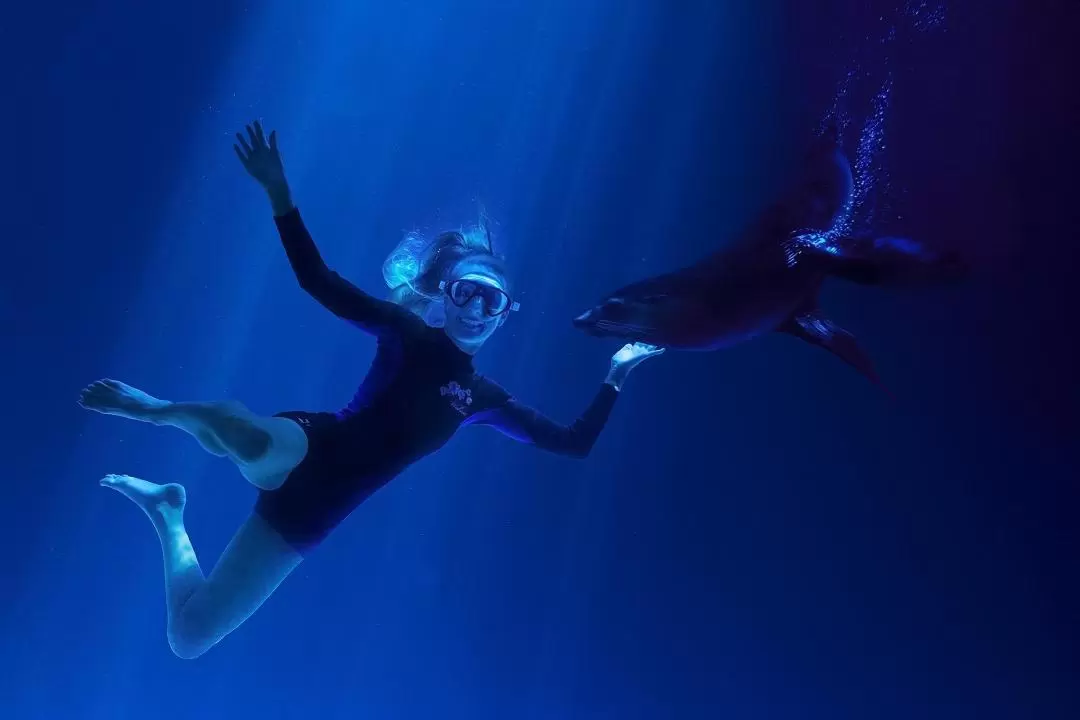 シーライフサンシャインコースト水族館 アザラシスイミング体験