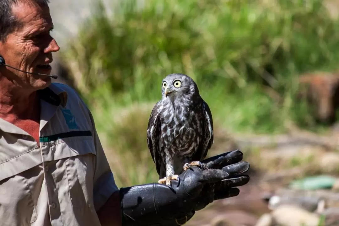 Healesville Sanctuary & Phillip Island Wildlife Guided Day Tour