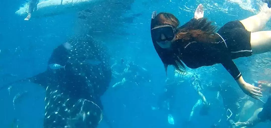 Oslob Whale Shark Watching Experience in Cebu