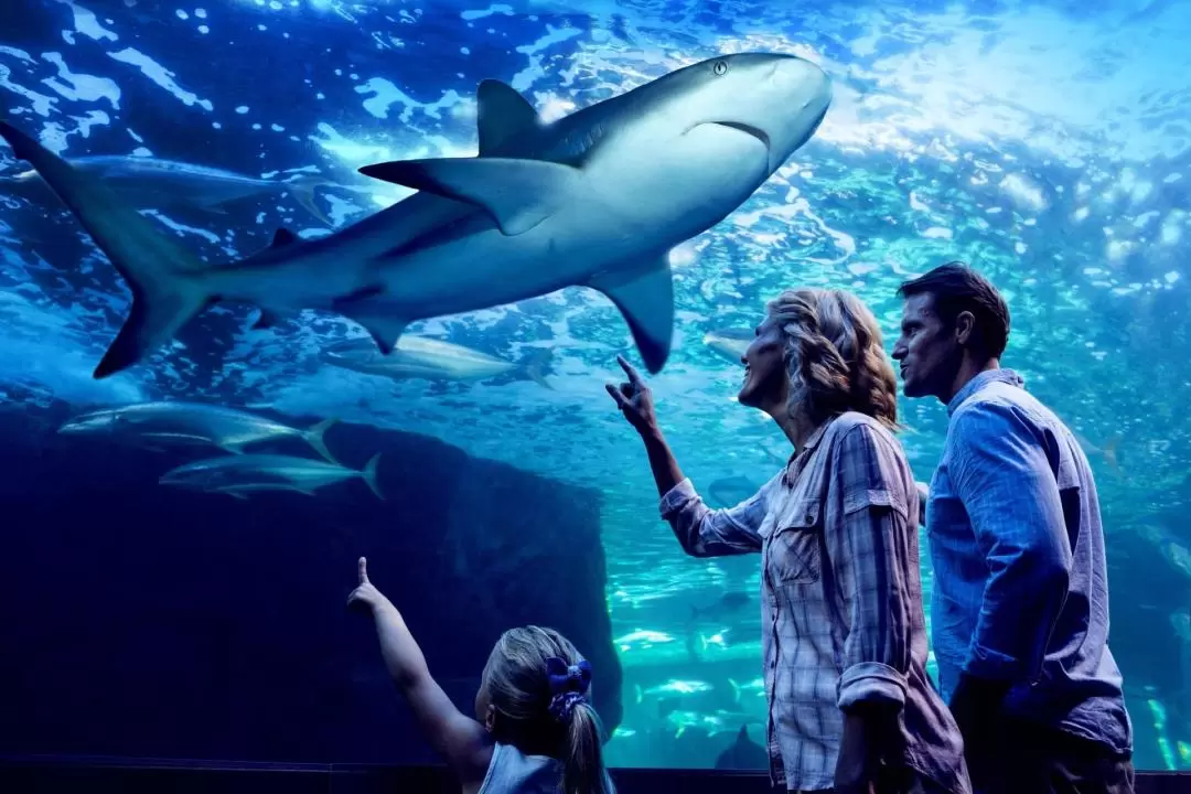 ケアンズ水族館・市内観光ツアー