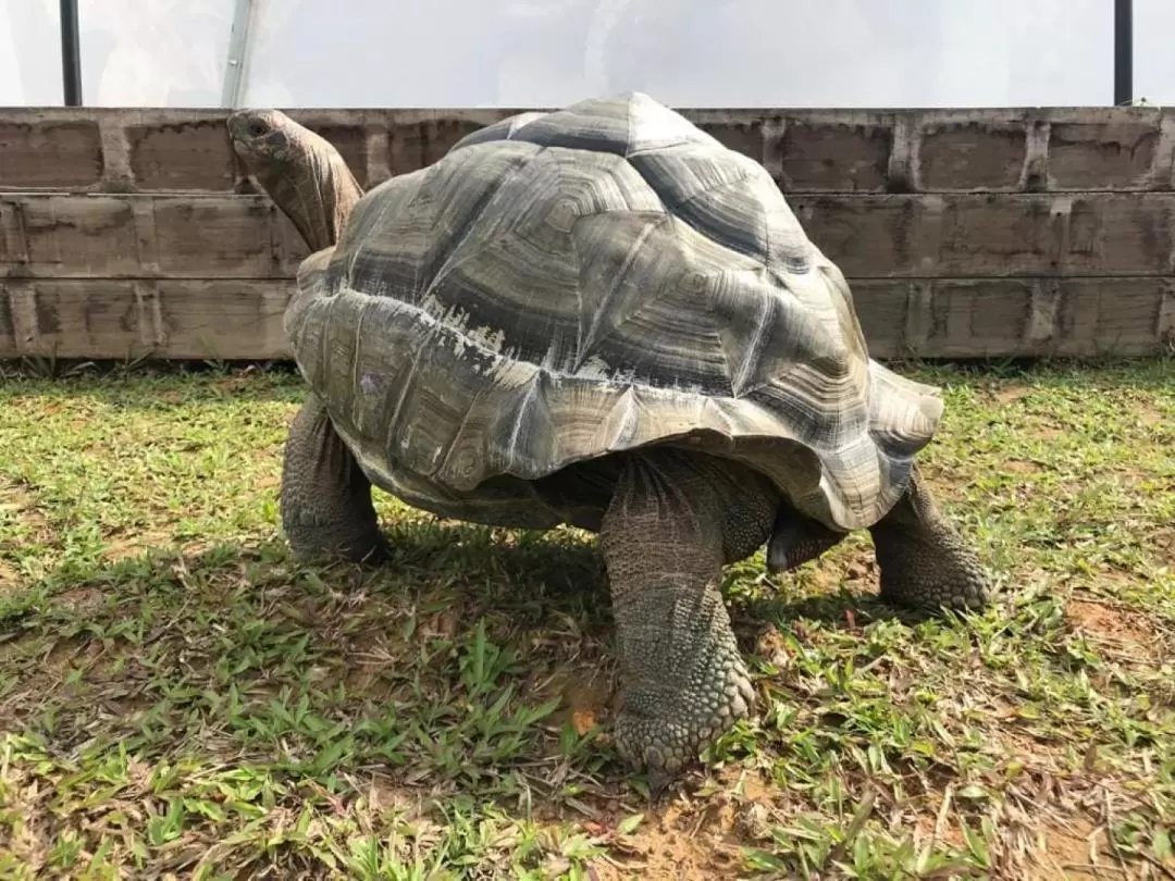 The Live Turtle and Tortoise Museum（亀の博物館） 入館チケット（シンガポール）