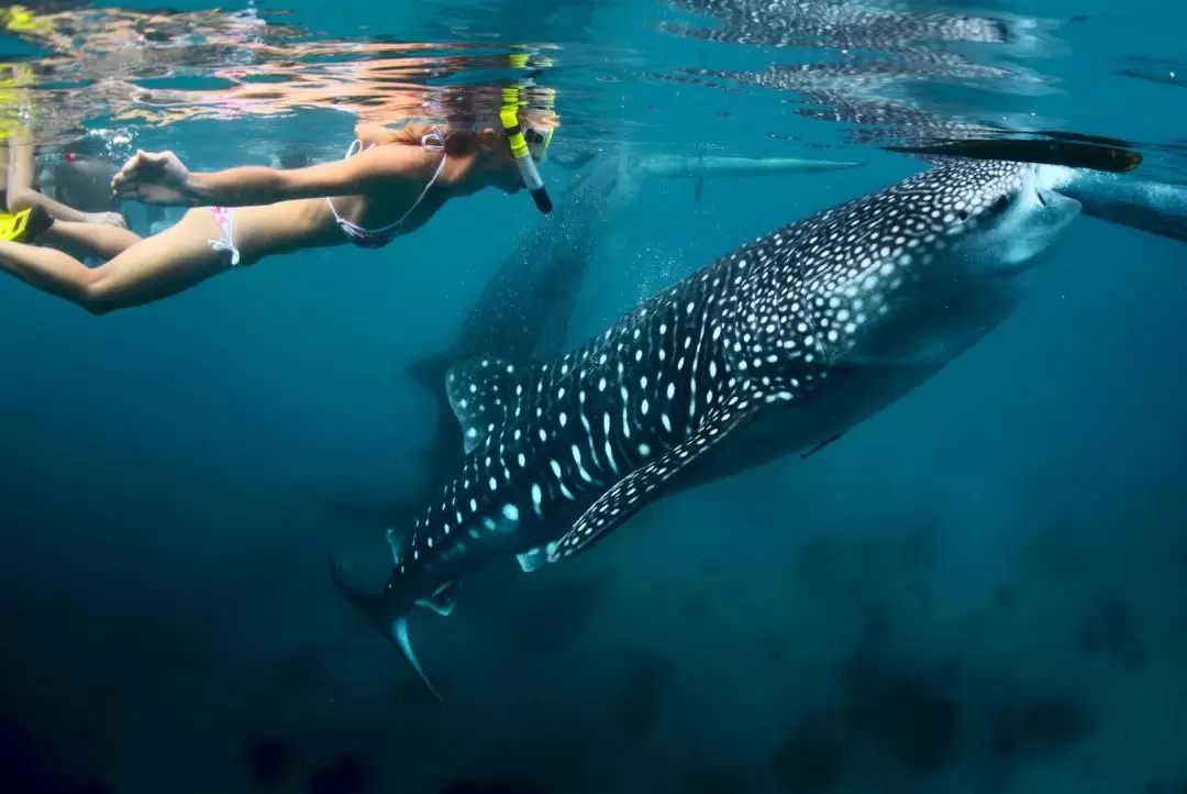 オスロブ ジンベイザメウォッチング体験（セブ島）