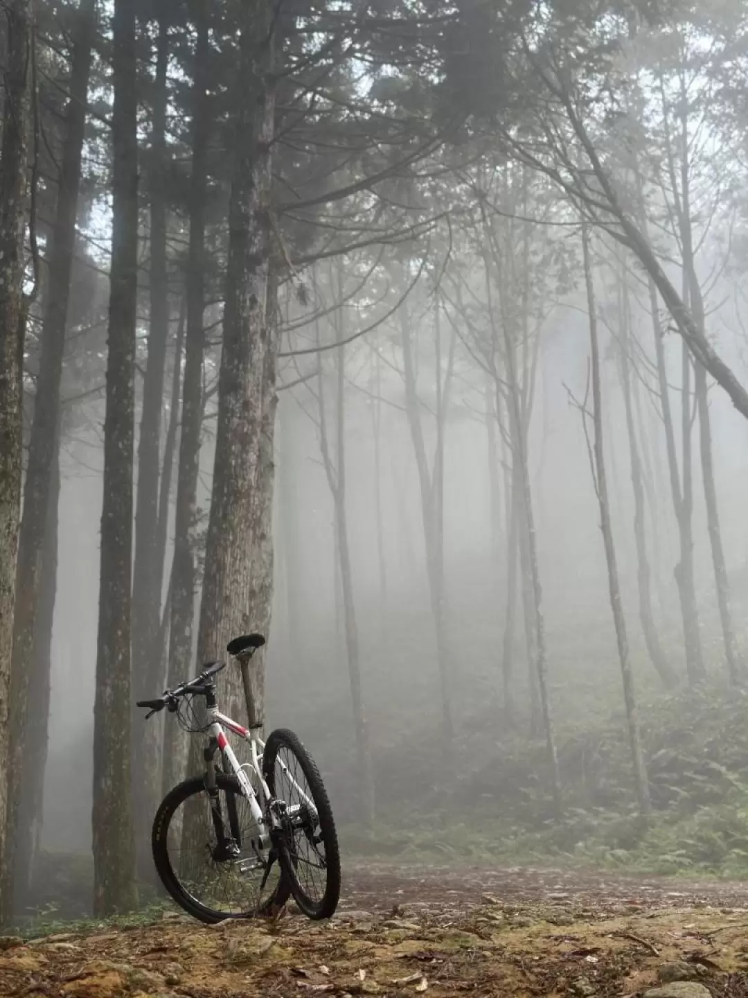 Hsinchu Wufeng: Luoshan Forest Road - Cycling Slowly