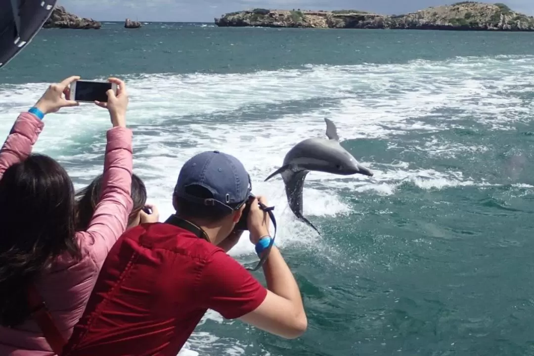 Dolphin, Penguin and Sea Lion Cruise in Rockingham