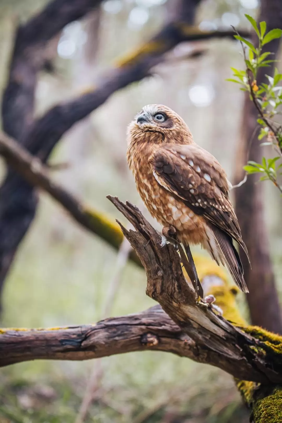 瑪格麗特河老鷹遺產猛禽野生動物中心（Eagles Heritage Wildlife Centre）門票